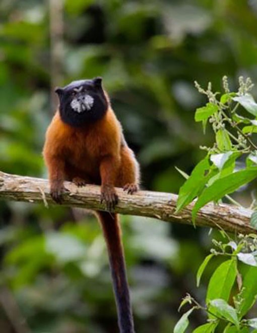 SUEROTERAPIA RIOBAMBA. Megadosis de Vitamina C. Suero de vitaminas. Suero defensas. Suero detox.